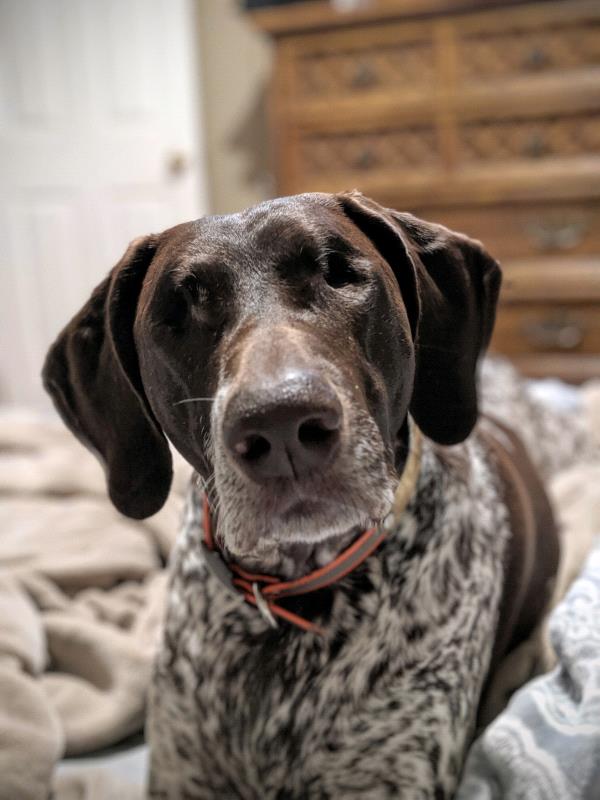 /images/uploads/southeast german shorthaired pointer rescue/segspcalendarcontest2019/entries/11371thumb.jpg